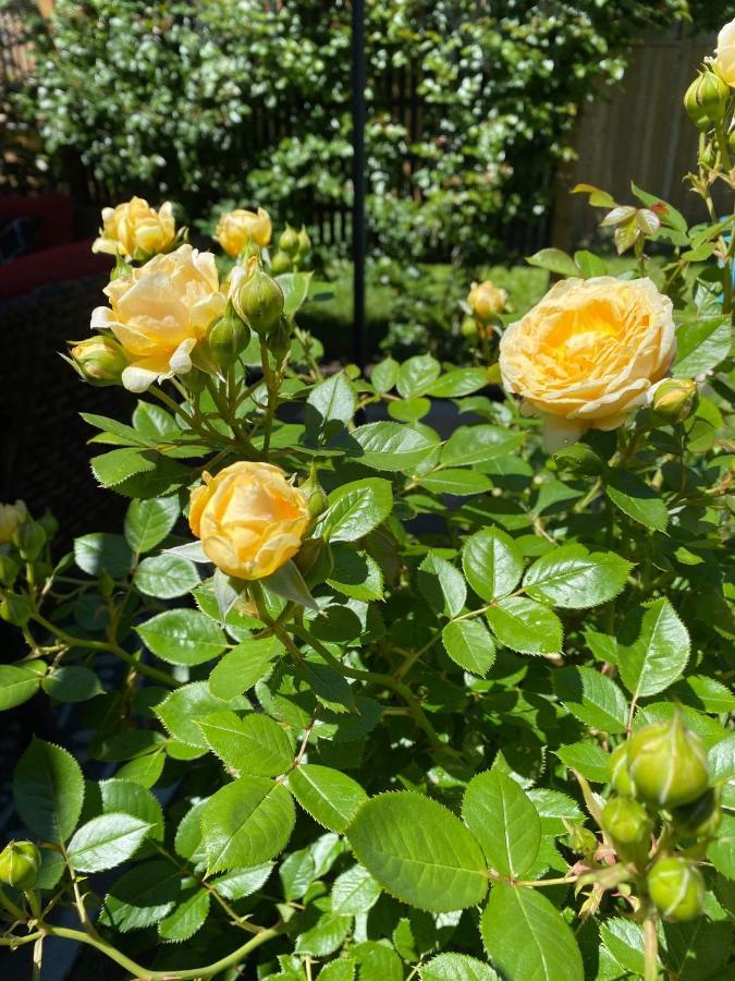 Summer Solstice Bed & Breakfast Niagara-on-the-Lake Εξωτερικό φωτογραφία